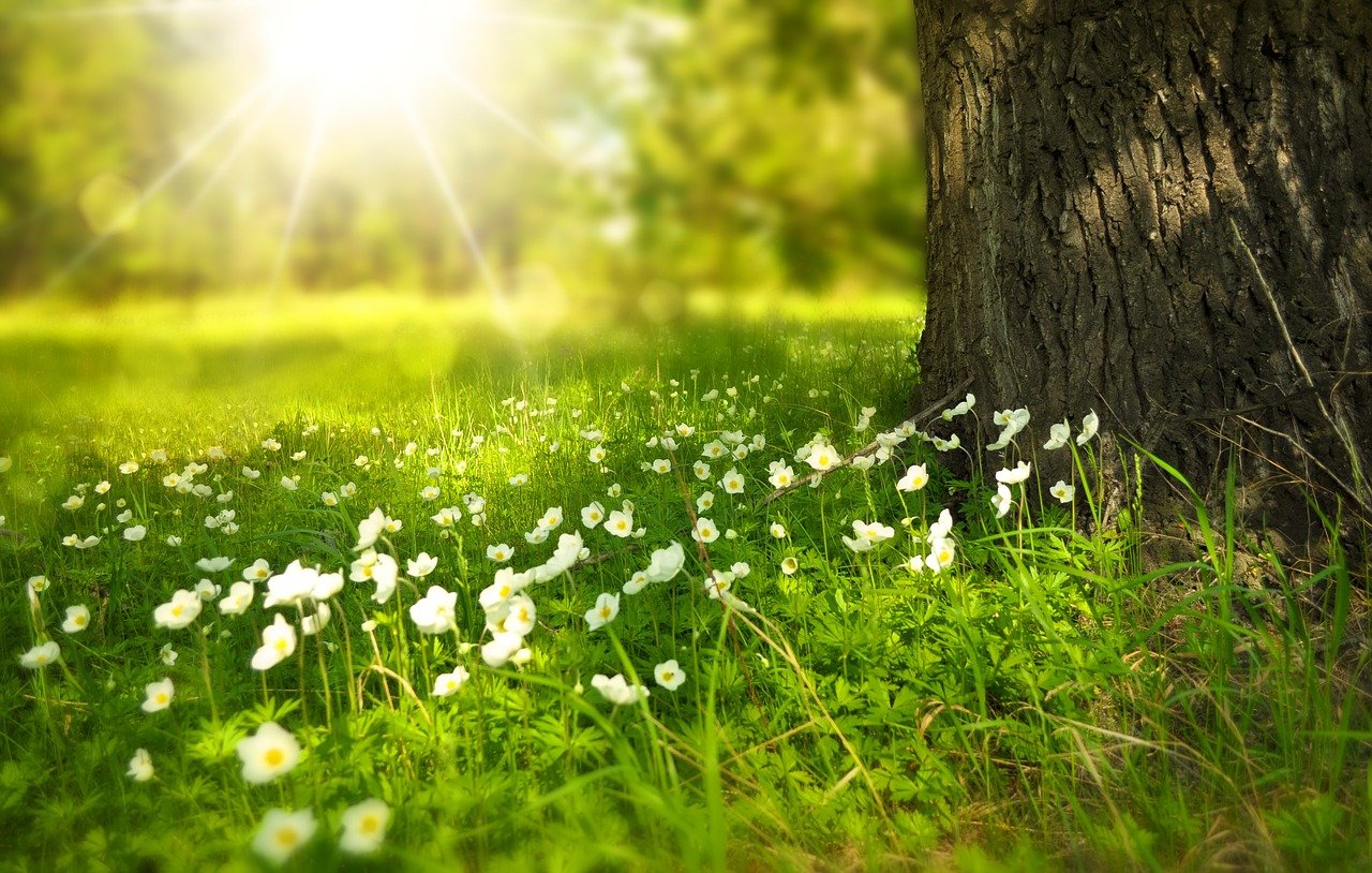 tree, flowers, meadow-276014.jpg